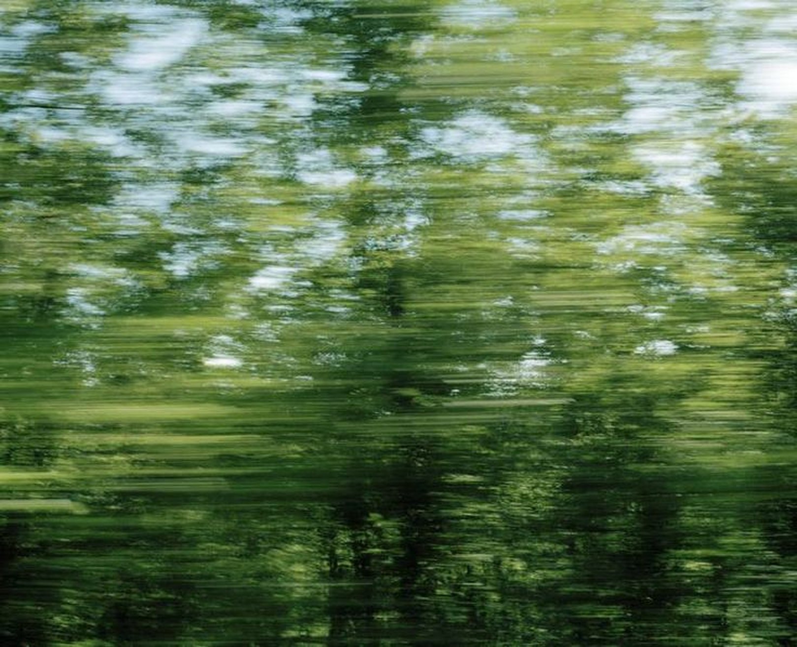 Green canopy of leaves, photographed with a long exposure